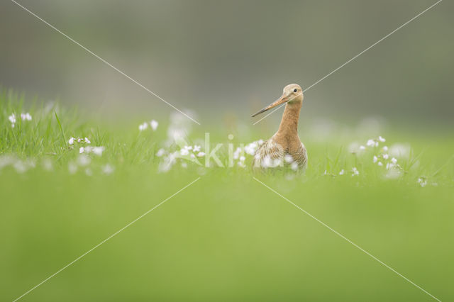 Grutto (Limosa limosa)