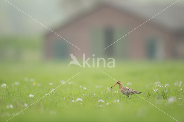 Black-tailed Godwit (Limosa limosa)