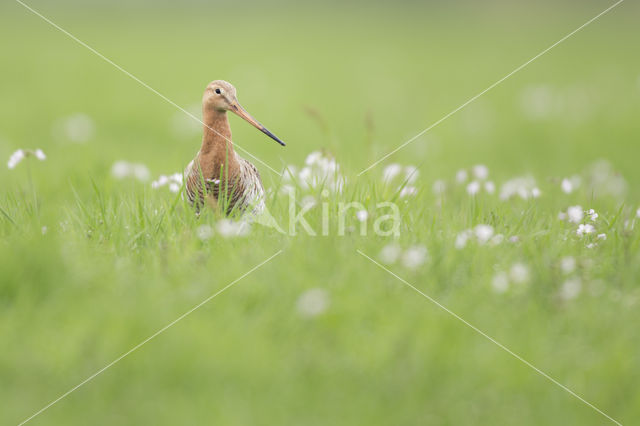 Grutto (Limosa limosa)