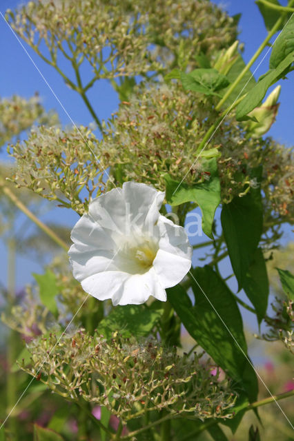 Haagwinde (Convolvulus sepium)