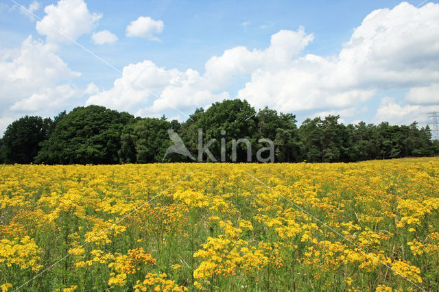 Jacobskruiskruid (Jacobaea vulgaris)