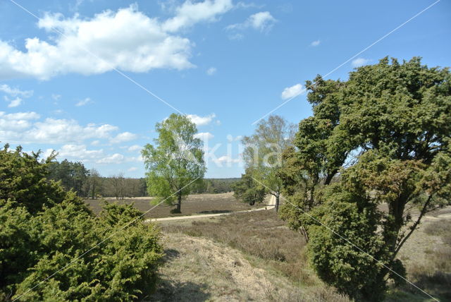 common juniper (Juniperus communis)