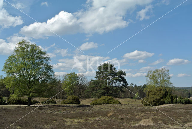 common juniper (Juniperus communis)