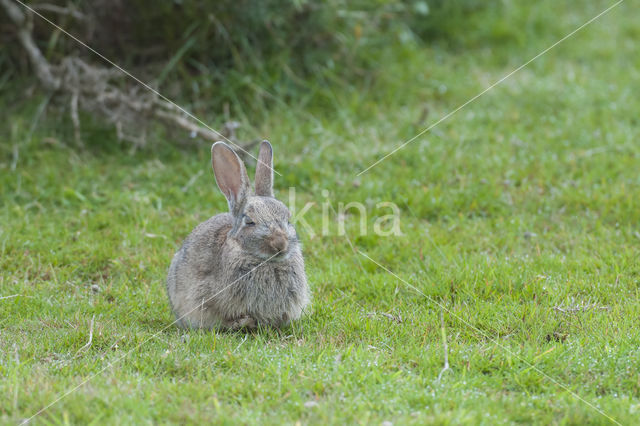 Konijn (Oryctolagus cuniculus)