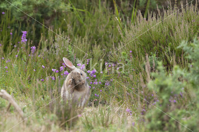 Konijn (Oryctolagus cuniculus)