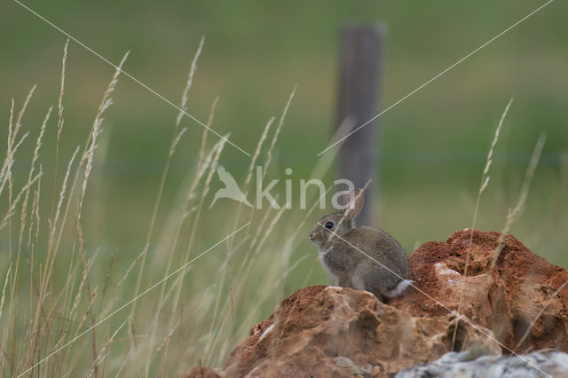 Konijn (Oryctolagus cuniculus)