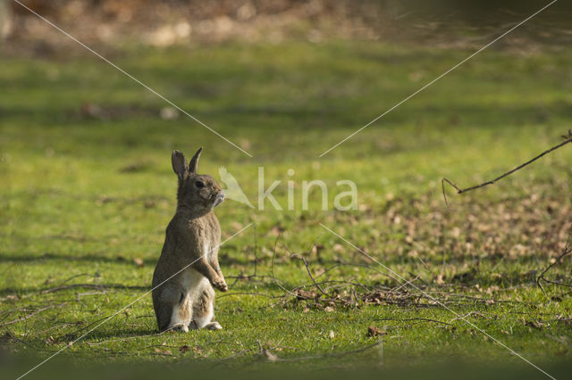 Konijn (Oryctolagus cuniculus)