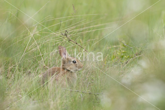 Konijn (Oryctolagus cuniculus)