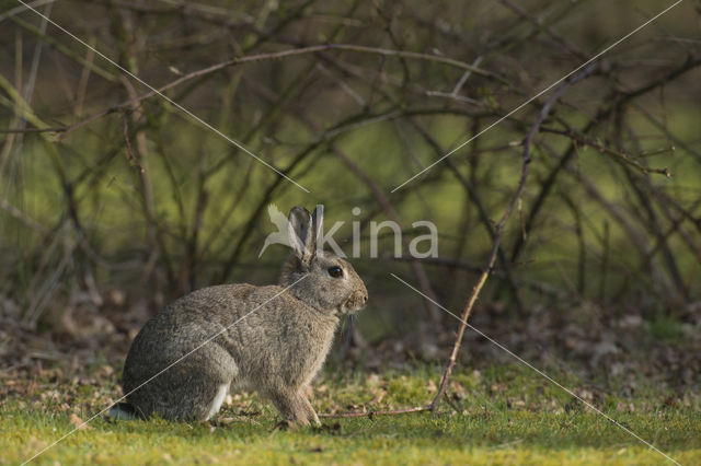 Konijn (Oryctolagus cuniculus)