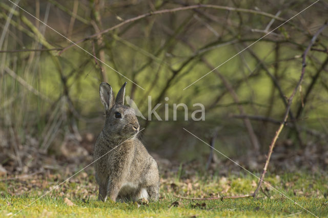 Konijn (Oryctolagus cuniculus)