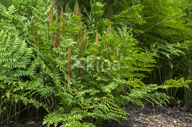 Koningsvaren (Osmunda regalis)