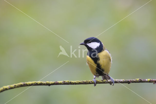 Koolmees (Parus major)