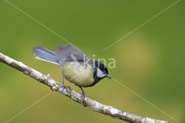 Koolmees (Parus major)