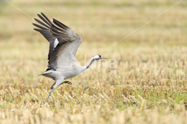 Kraanvogel (Grus grus)