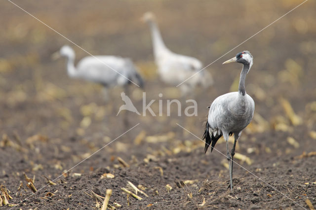 Kraanvogel (Grus grus)