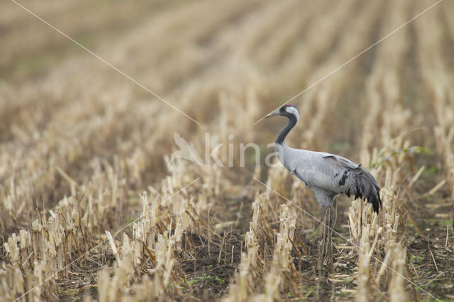 Kraanvogel (Grus grus)