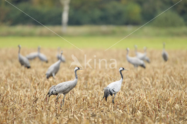 Kraanvogel (Grus grus)