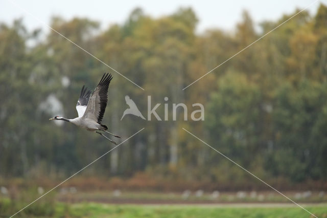 Kraanvogel (Grus grus)