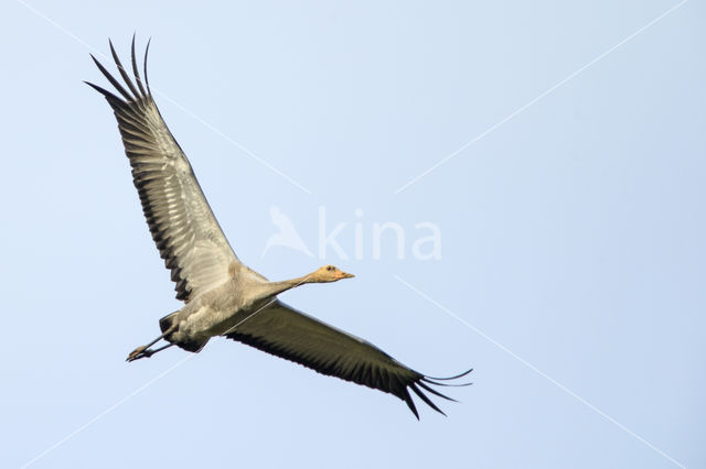 Kraanvogel (Grus grus)