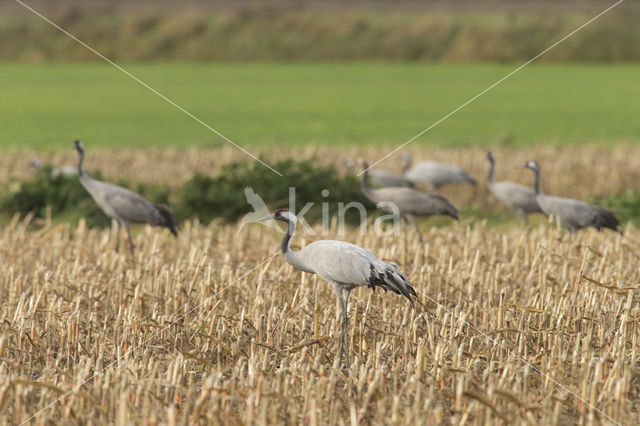 Kraanvogel (Grus grus)