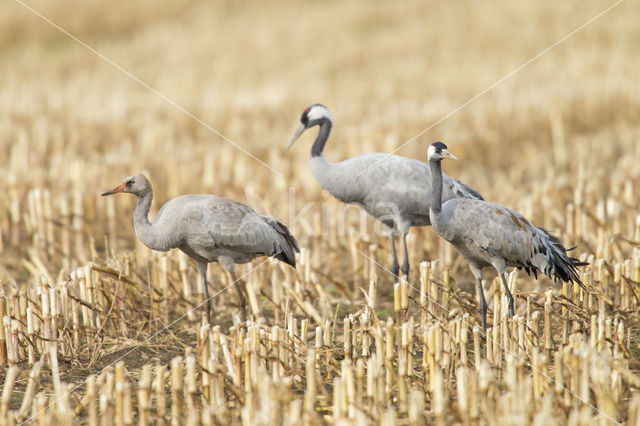 Kraanvogel (Grus grus)