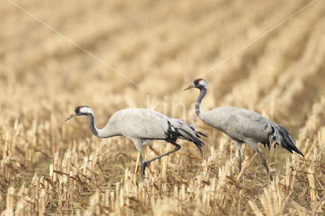 Kraanvogel (Grus grus)