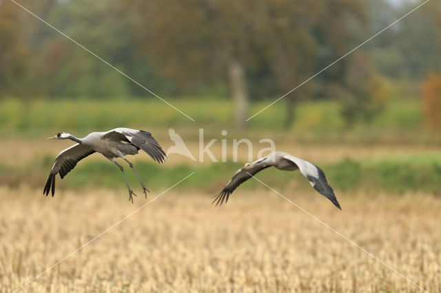 Kraanvogel (Grus grus)