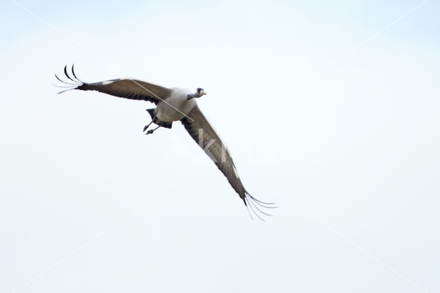 Kraanvogel (Grus grus)