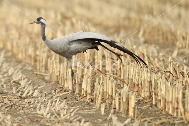 Kraanvogel (Grus grus)