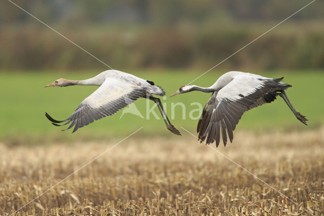 Kraanvogel (Grus grus)