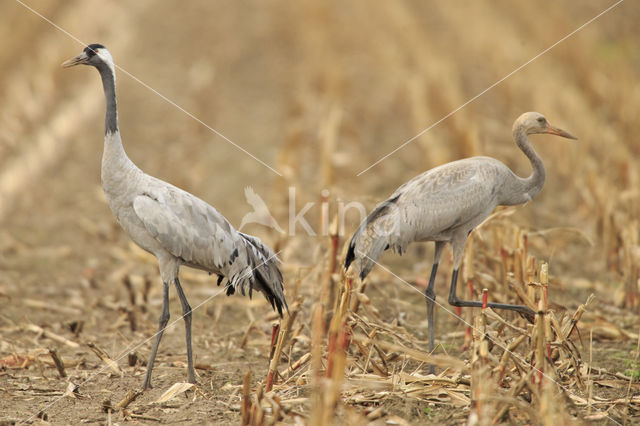 Kraanvogel (Grus grus)