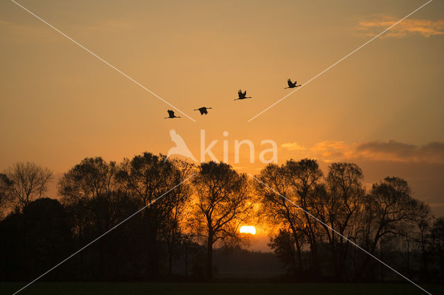 Kraanvogel (Grus grus)