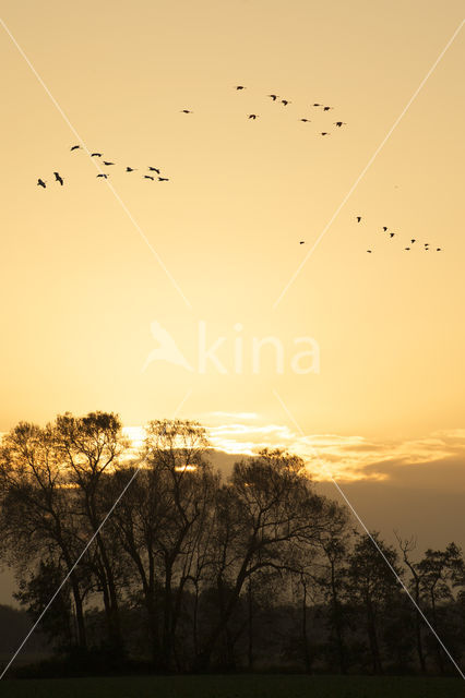 Kraanvogel (Grus grus)