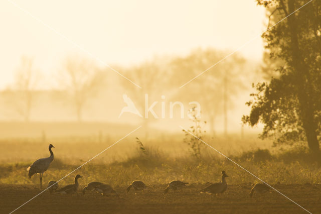 Kraanvogel (Grus grus)