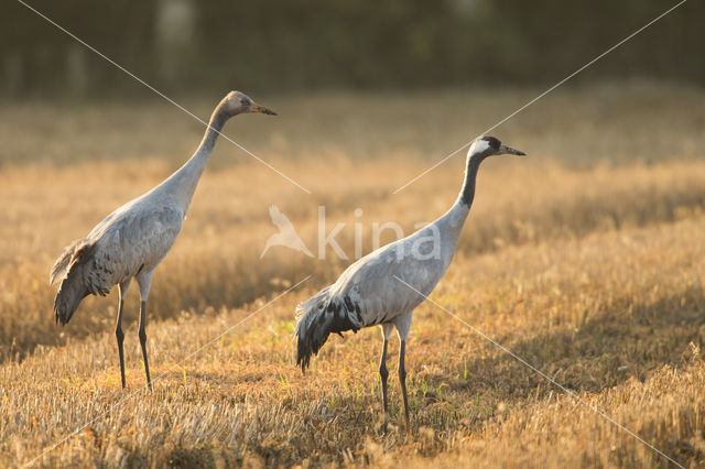 Kraanvogel (Grus grus)