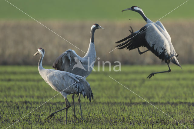 Kraanvogel (Grus grus)