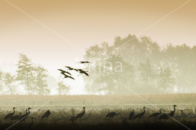 Kraanvogel (Grus grus)