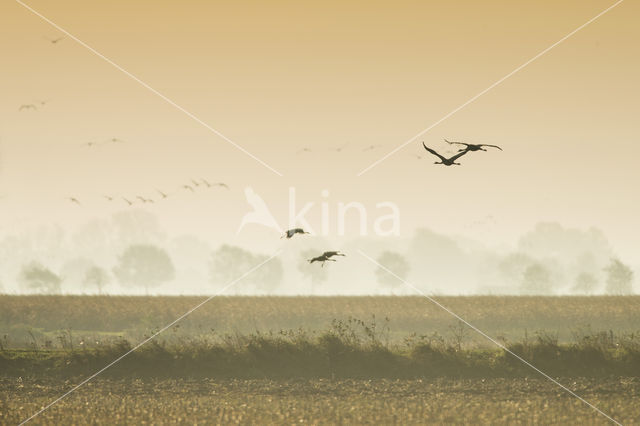 Kraanvogel (Grus grus)