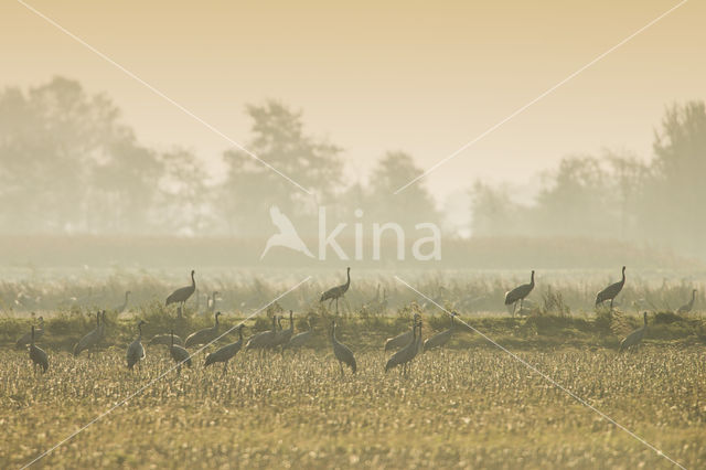 Kraanvogel (Grus grus)