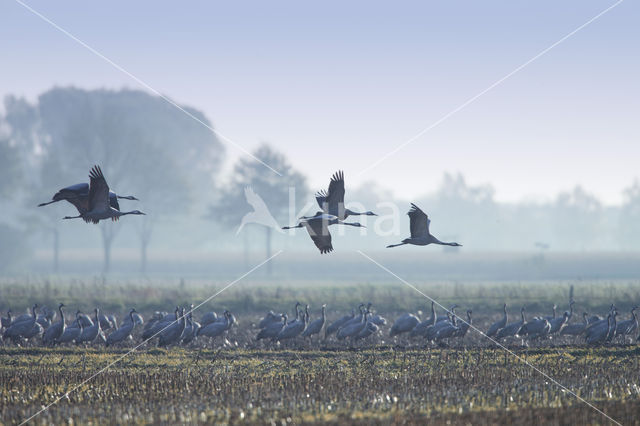 Kraanvogel (Grus grus)