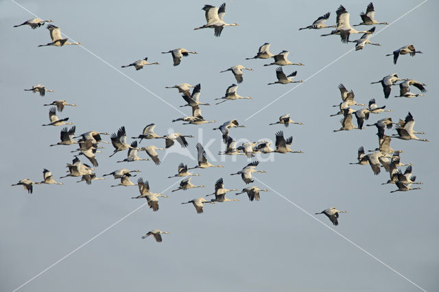 Kraanvogel (Grus grus)