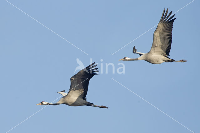 Kraanvogel (Grus grus)