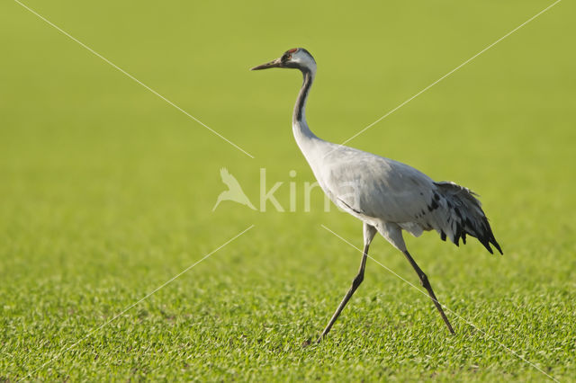 Kraanvogel (Grus grus)