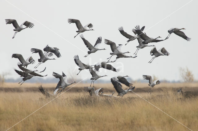 Kraanvogel (Grus grus)