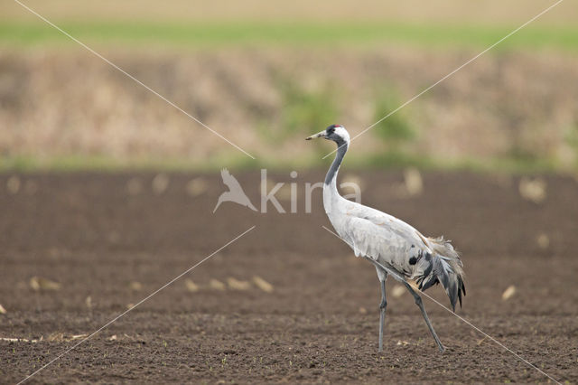 Kraanvogel (Grus grus)