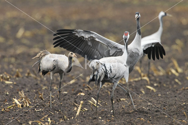 Kraanvogel (Grus grus)