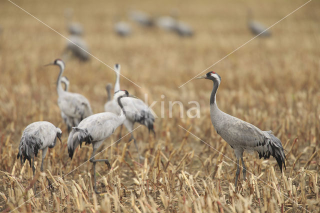 Kraanvogel (Grus grus)