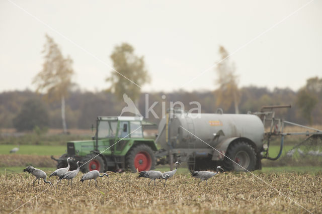 Kraanvogel (Grus grus)