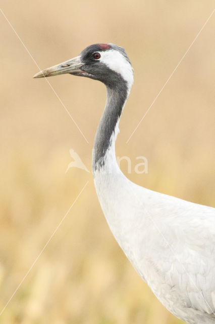 Kraanvogel (Grus grus)