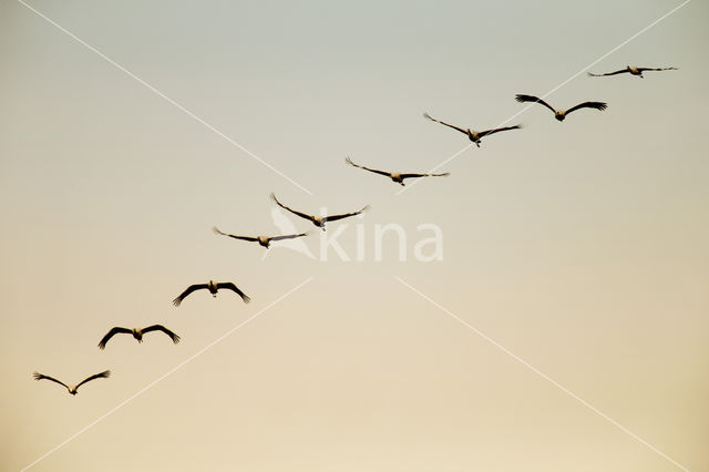 Kraanvogel (Grus grus)